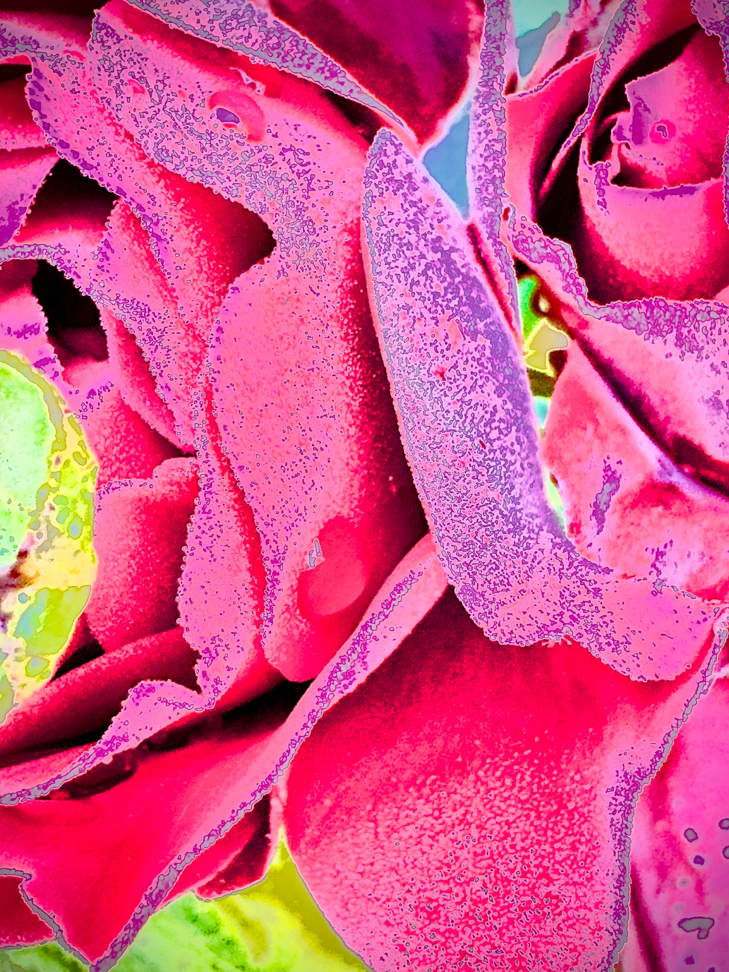 Between Petals & Moons